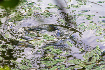 Gar fish near the top of the water that is covered with green leaves, Antrim Lake, Columbus, Ohio