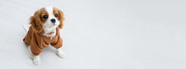 Banner. portrait of a cute puppy wearing a brown hoodie. Autumn and winter clothes for pets. Cavalier King Charles Spaniel Blenheim