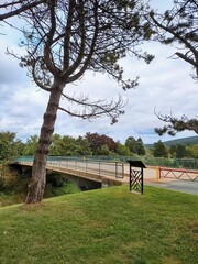 tree in the park