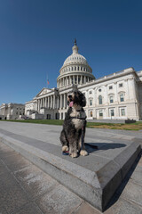 A bernedoodle posing in front of the US Capitol on a bright, sunny day.