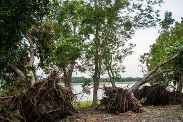 The tree was destroyed by the storm's intensity