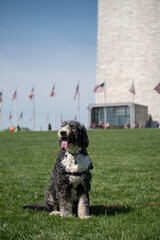 A bernedoodle posing in front of the Washington Monument on a bright, sunny day.