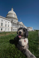 A bernedoodle posing in front of the US Capitol on a bright, sunny day.