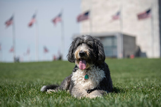 A bernedoodle posing in front of the Washington Monument on a bright, sunny day.