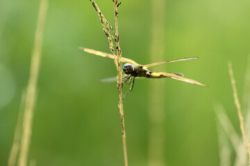 dragonfly perched on the grass