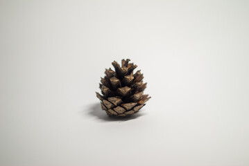 Fototapeta premium pine cone on white background
