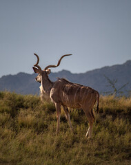 antelope in the wild