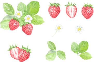 Watercolor painting of strawberry set