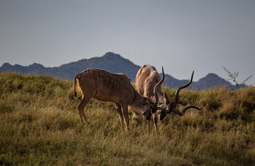 two antelopes in the savannah