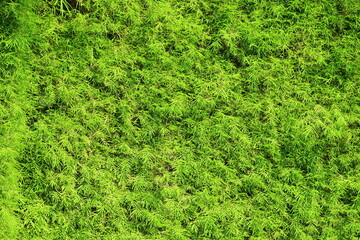 Bamboo leaves wall texture background