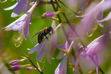 A bumblebee is gathering nectar from the outside of the plant blossom.  Bee is biting holes in the flower to get to the food it can't reach from inside.  From our garden in Windsor in Upstate NY.