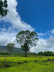 Fototapeta na wymiar Un árbol solitario a la orilla del cerro. 