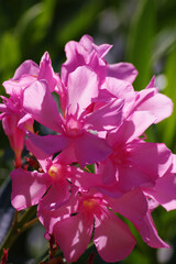 Close-up  view of pink oleander blossoms