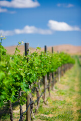 Fototapeta na wymiar Rows of spring grape vines with shallow focus with blue sky and puffy white clouds.