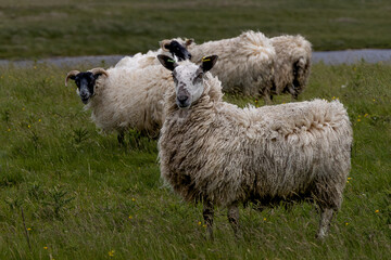 An alert and curious sheep, with a full wool coat, looks at his surroundings.