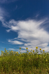Field of Sunflowers against a Cloudy Blue Sky