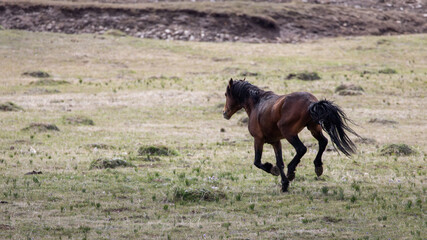 Blood bay wild horse stallion running wild in the Pryor mountain wild horse range of the western United States