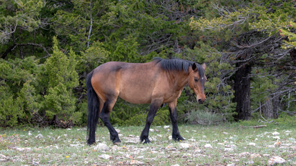 Blood bay wild horse stallion in the western United States