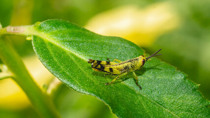 Young borneo grasshopper sitting on green leaf. Juvenile grasshopper