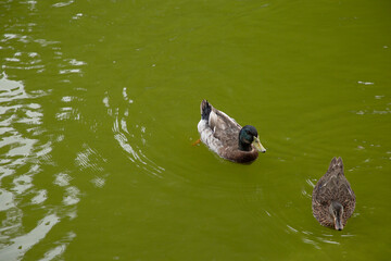 Patos paseando y nadando en un estanque, naturaleza y armonía