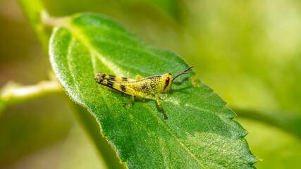 Young borneo grasshopper sitting on green leaf. Juvenile grasshopper