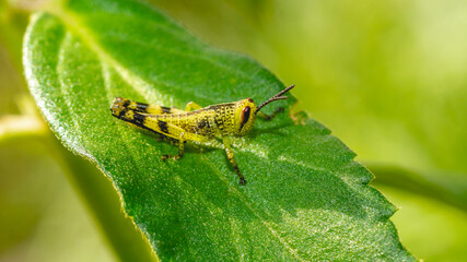 Young borneo grasshopper sitting on green leaf. Juvenile grasshopper