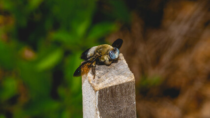 Detail closeup of Borneo Giant Bee perching on wood. Giant Bee
