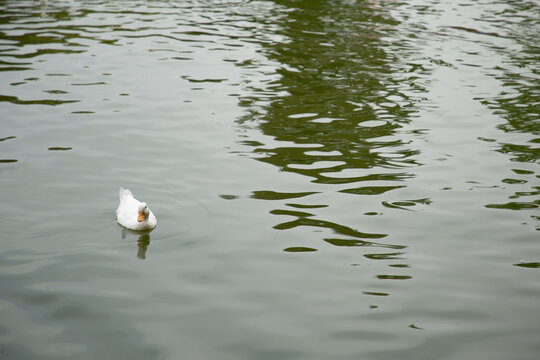 Pato blanco nadando en un estanque, naturaleza y armonía