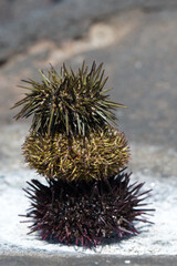 Stack of three sea urchin shells on natural sea salt