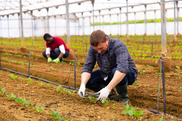 Two male farmers working at greenhouse plantation