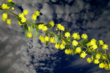 Gold-dust Wattle (Acacia acinacea)branch against mackerel sky