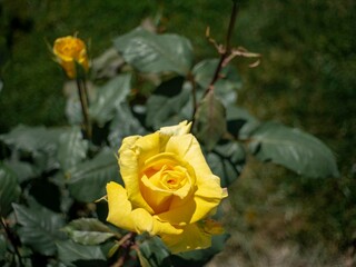 yellow roses in front yard