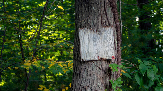 Bare wooden sign nailed to a tree in the woods, forest. 