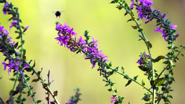 Purple flowers with bee hovering above them. 