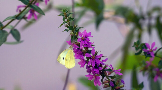 Cabbage white butterfly resting on purple flower in wetlands. 