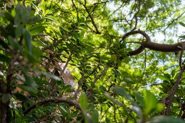 plants in the foreground, trees in the background, you can see an apartment tower, sunlight coming in, mexico