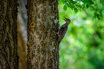 Immature Woodpecker Clinging To Tree With Open Bill-6095