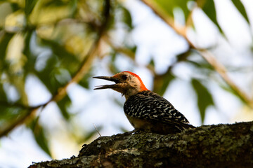 Male Red Bellied Woodpecker Perched In Tree-6119