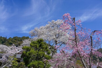 青空バックに見上げる満開の白とピンクの桜のコラボ情景＠奈良