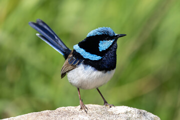 Male Superb Fairy Wren in breeding colours