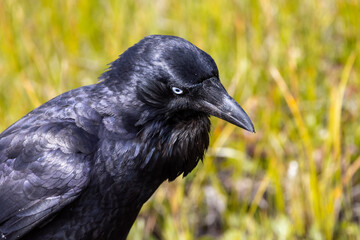 Fototapeta premium Close up of Australian Raven