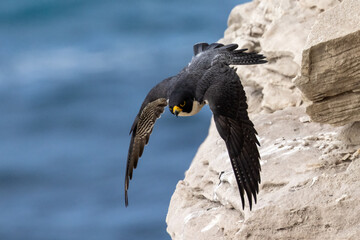 Australian Peregrine falcon  in flight
