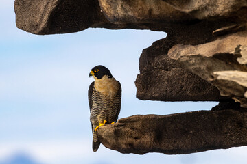 Australian Peregrine falcon perched in rock overhang