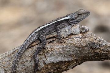 Jacky Lizard Basking on log
