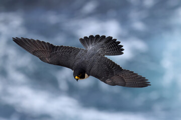 Australian Peregrine Falcon in flight