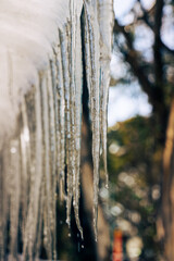 icicles in the snow