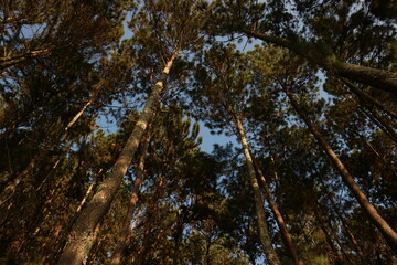 architecture, asian nature, autumn, background, beautiful, beauty, becici, blue, day, earth, forest, garden, green, growth, hill, holiday, indonesia, indonesian landscape, indonesian tourism, jogja, j