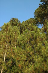 architecture, asian nature, autumn, background, beautiful, beauty, becici, blue, day, earth, forest, garden, green, growth, hill, holiday, indonesia, indonesian landscape, indonesian tourism, jogja, j