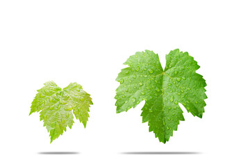 wine leave or grape leaf on white