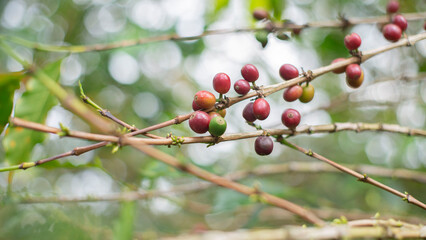 cafetales
cultivos
cultivos de caf&eacute;